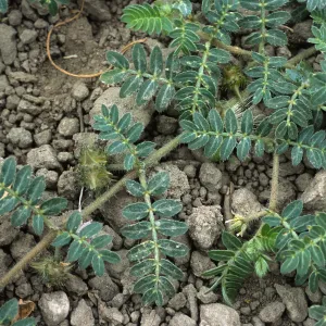 Seal Beach, Tribulus, Orange County