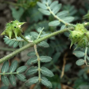 Seal Beach, Tribulus, Orange County