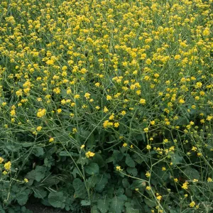 Hirschfeldia incana, Seal Beach, Orange County