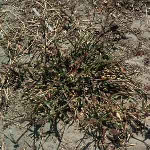 Cenchrus, North Island, San Diego County