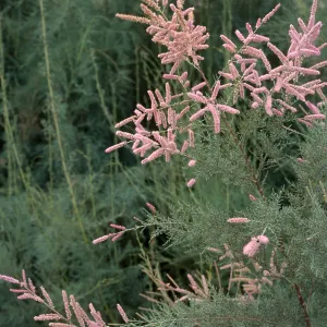 Tamarix ramosissima, El Centro, Imperial County
