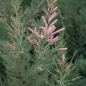 Tamarix ramosissima, El Centro, Imperial County
