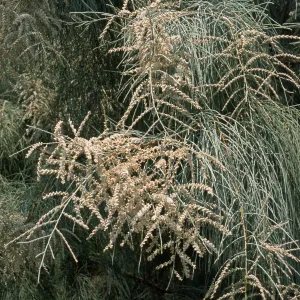 Tamarix aphylla, El Centro, Imperial County