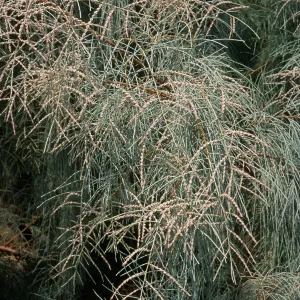 Tamarix aphylla, El Centro, Imperial County
