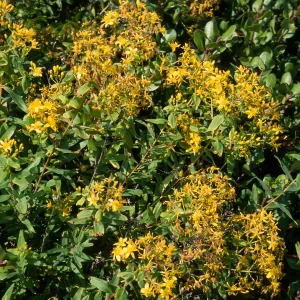 Hypericum, Point Loma, San Diego County