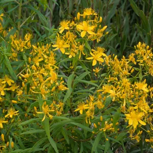 Hypericum, Point Loma, San Diego County