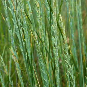 Elytrigia, Seal Beach, Orange County