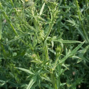 Cirsium vulgare, Seal Beach, Orange County
