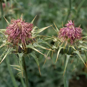Silybum, Seal Beach, Orange County