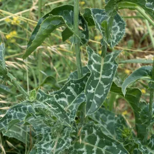 Silybum, Seal Beach, Orange County