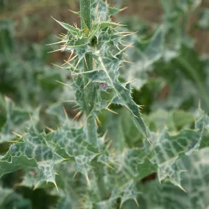 Silybum, Seal Beach, Orange County
