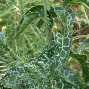 Silybum, Seal Beach, Orange County