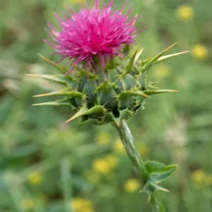 Silybum, Seal Beach, Orange County