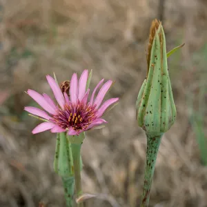 Silybum marianum, flowering 