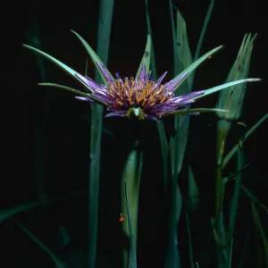 Tragopogon porrifolius, Stevens Park, Santa Barbara County