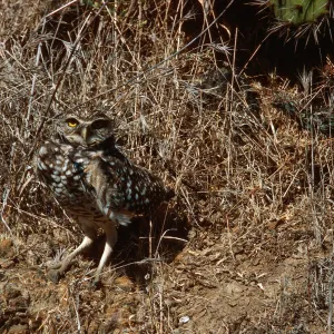 Burrowing Owl, Middle Canyon, Santa Barbara Island