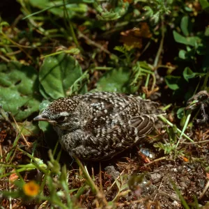 Meadowlark chick, ridge between peaks, Santa Barbara Island