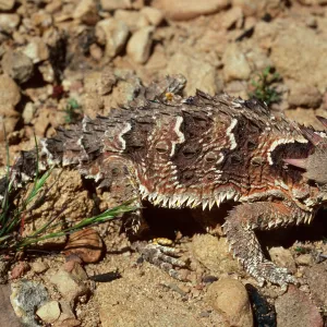 Horned Lizard, burn at Lake Cachuma, Santa Barbara County
