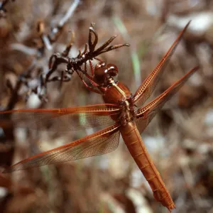dragonfly, Dicks, Santa Cruz Island