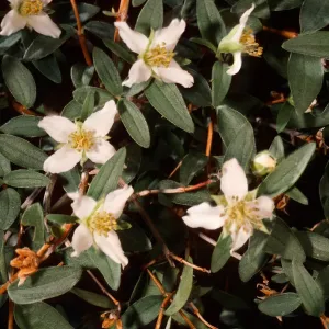 Philadelphus microphyllus, Wyman Canyon, White Mountains, Owens Valley, Sierra Nevada
