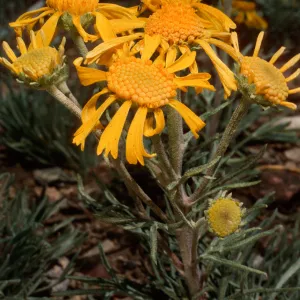 Hymenopappus, Schulman Grove, White Mountains, Owens Valley, Sierra Nevada