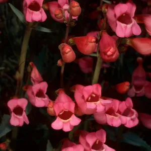 Penstemon floridus floridus, Wyman Canyon, White Mountains, Owens Valley, Sierra Nevada