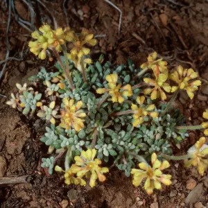 Eriogonum ovalifolium ?, South of Schulman Grove, White Mountains, Owens Valley, Sierra Nevada