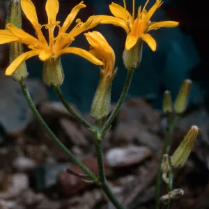 Crepis intermedia, South of Schulman Grove, White Mountains, Owens Valley, Sierra Nevada