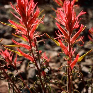 Castilleja linariaefolia, South of Schulman Grove, White Mountains, Owens Valley, Sierra Nevada