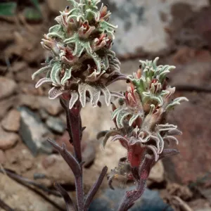 Castilleja nana, South of Schulman Grove, White Mountains, Owens Valley, Sierra Nevada