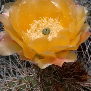 Opuntia erinacea, Westgard Pass, Inyo National Forest, White Mountains