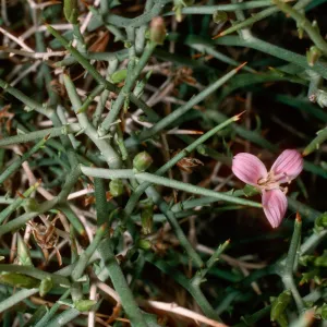 Lygodesmia spinosa, Westgard Pass, Inyo National Forest, White Mountains