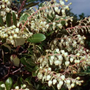 Comarostaphylis diversifolia, West of Prisoners Harbor, Santa Cruz Island