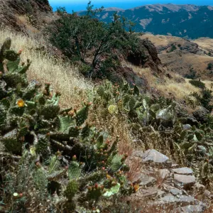 Opuntia littoralis, ridge, East of Cottonwood Canyon, Santa Cruz Island