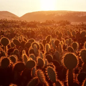 Opuntia (Prickly-pear) at sunrise, Cave Canyon, Santa Barbara Island
