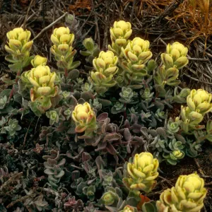 Castilleja mollis, West side of Carrington Point, Santa Rosa Island