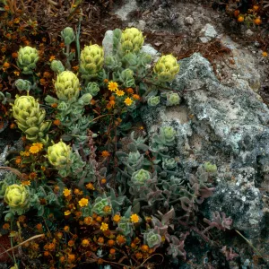 Castilleja mollis, West side of Carrington Point, Santa Rosa Island