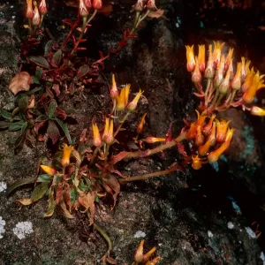 Dudleya cymosa marescens, Yerba Buena/Cotharin Road, Santa Monica Mountains