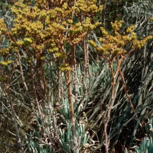 Dudleya (liveforevers), West of NAVFAC, San Nicolas Island