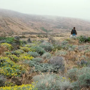 Malacothrix, at hybrid site, East of Corral Harbor, San Nicolas Island