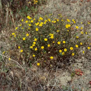 Malacothrix polycephala, Daytona Beach, San Nicolas Island