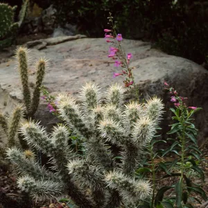 Desert Section, Santa Barbara Botanic Garden