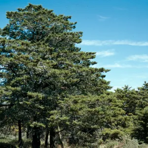 Cupressus sargentii, Cuesta Ridge Botanical Area, San Luis Obispo County