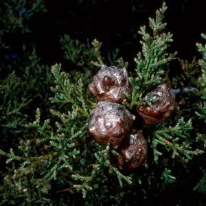 Cupressus sargentii, Cuesta ridge, San Luis Obispo County