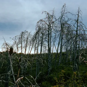 burned Cupressus sargentii, upper Cruickshank Trail, Lions Den, Big Sur