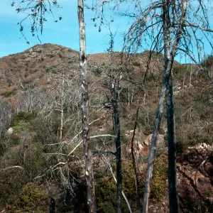 burned Cupressus sargentii, North of Peak 3205, Lions Den, Big Sur