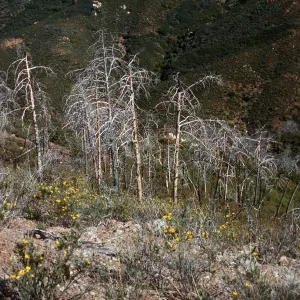 burned Cupressus sargentii, North of Peak 3205, Lions Den, Big Sur