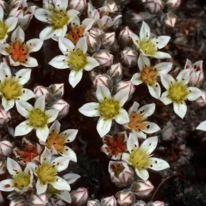 Dudleya blochmaniae ssp. insularis, South of Δ ORR, Santa Rosa Island