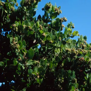 Arctostaphylos confertiflora (Santa rosa island manzanita West of Torrey Pines, Santa Rosa Island