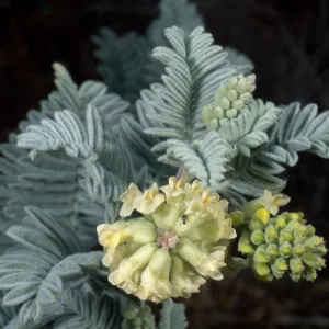 Astragalus pycnostachyus lanosissimus, Ventura